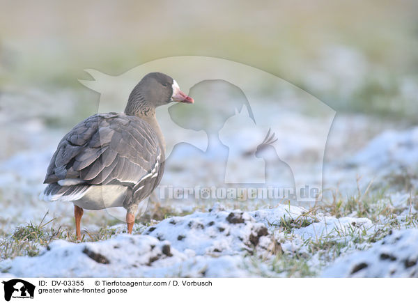 greater white-fronted goose / DV-03355