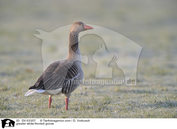 greater white-fronted goose / DV-03357