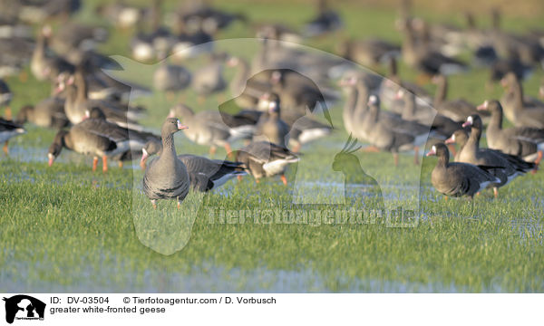 greater white-fronted geese / DV-03504