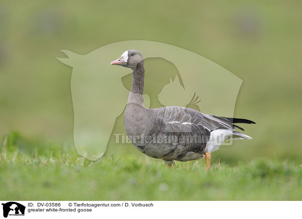 greater white-fronted goose / DV-03586