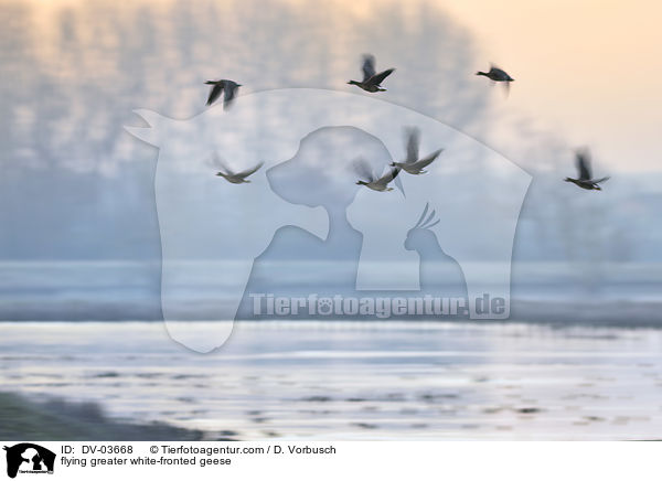 flying greater white-fronted geese / DV-03668