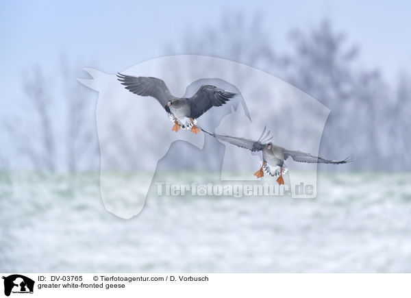 greater white-fronted geese / DV-03765