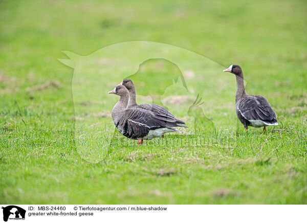 greater white-fronted geese / MBS-24460
