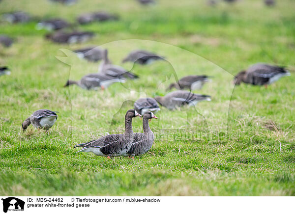 greater white-fronted geese / MBS-24462