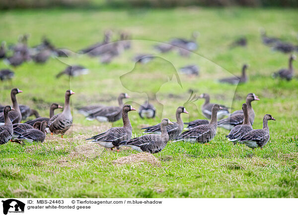 greater white-fronted geese / MBS-24463