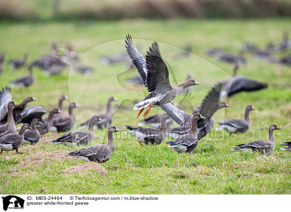 greater white-fronted geese / MBS-24464