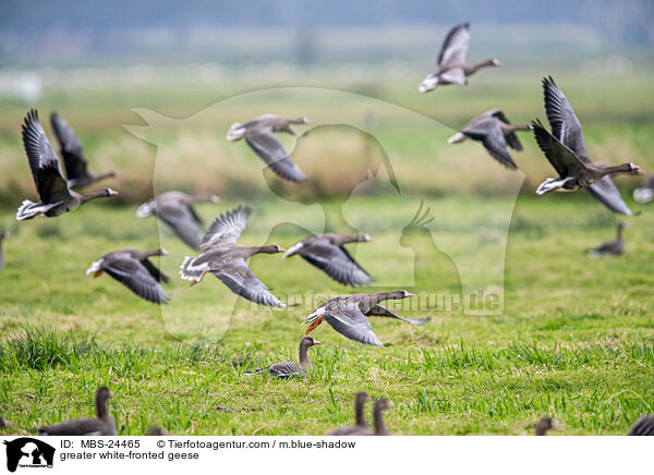 greater white-fronted geese / MBS-24465