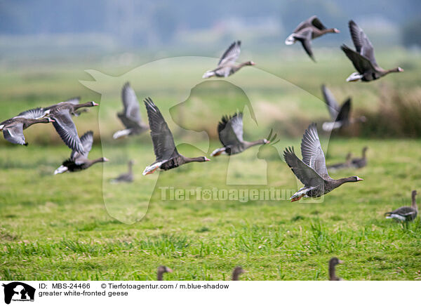 greater white-fronted geese / MBS-24466