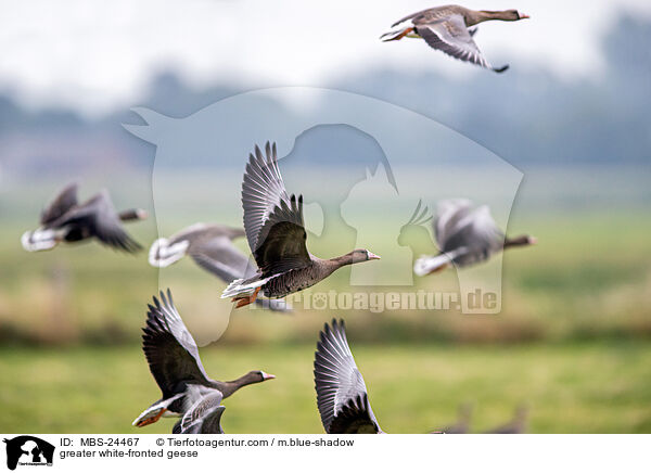 greater white-fronted geese / MBS-24467