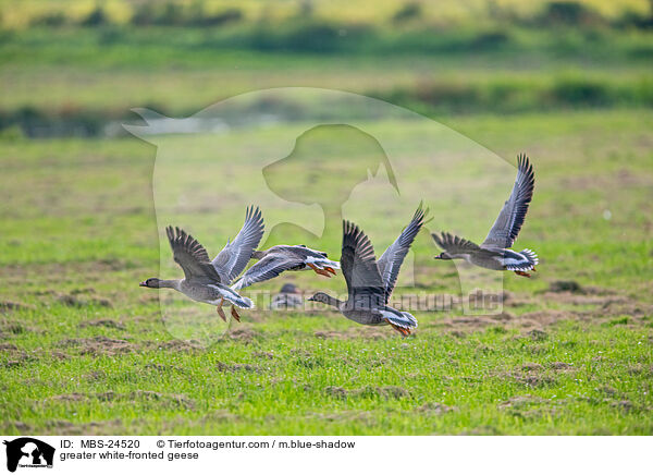 greater white-fronted geese / MBS-24520