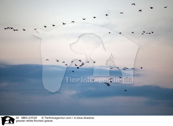 greater white-fronted geese / MBS-24526