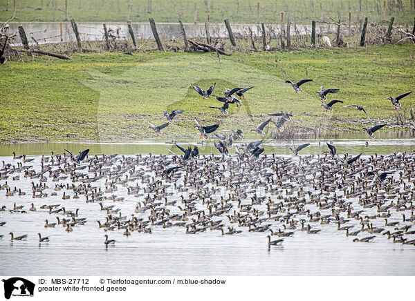 greater white-fronted geese / MBS-27712
