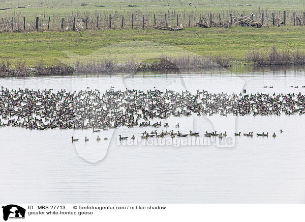 greater white-fronted geese / MBS-27713