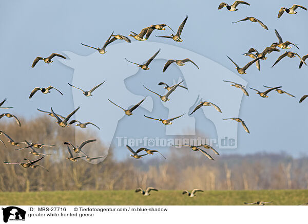 greater white-fronted geese / MBS-27716