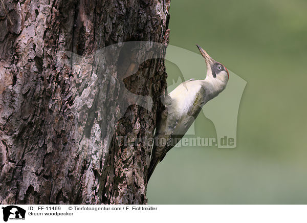 Green woodpecker / FF-11469