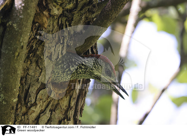 Grnspecht / Green woodpecker / FF-11481