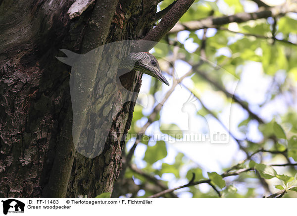 Grnspecht / Green woodpecker / FF-11483