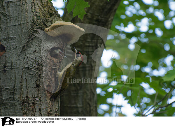 Grnspecht / Eurasian green woodpecker / THA-09937