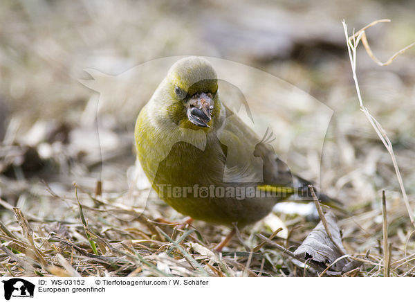 European greenfinch / WS-03152