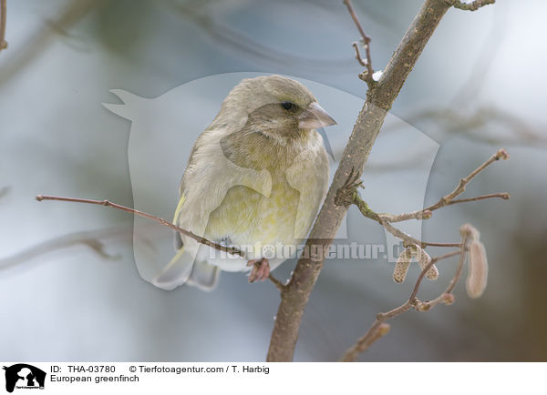 European greenfinch / THA-03780