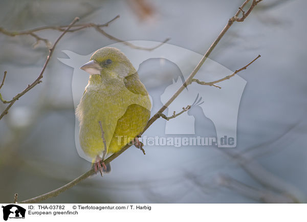 European greenfinch / THA-03782