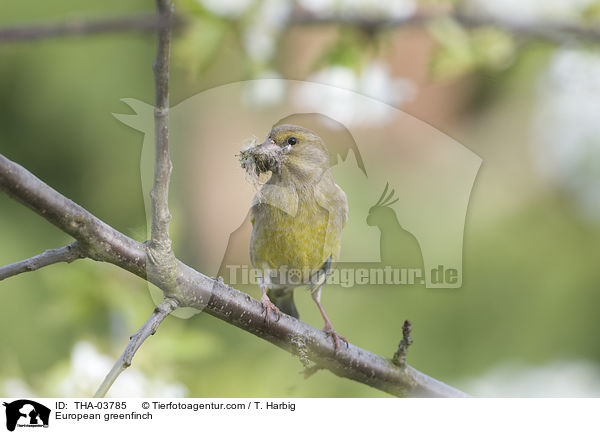 European greenfinch / THA-03785