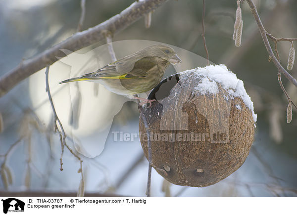 European greenfinch / THA-03787