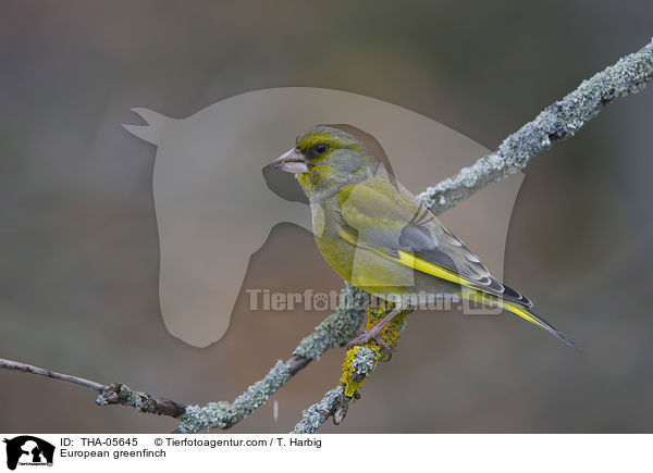 European greenfinch / THA-05645