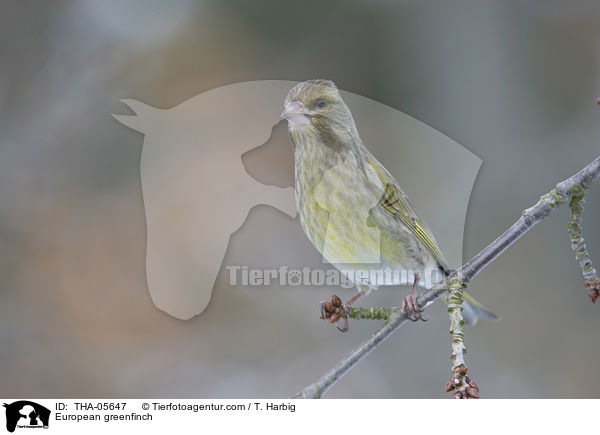 European greenfinch / THA-05647