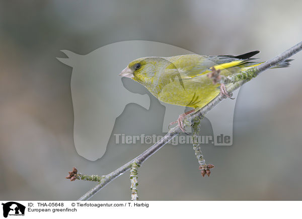 European greenfinch / THA-05648