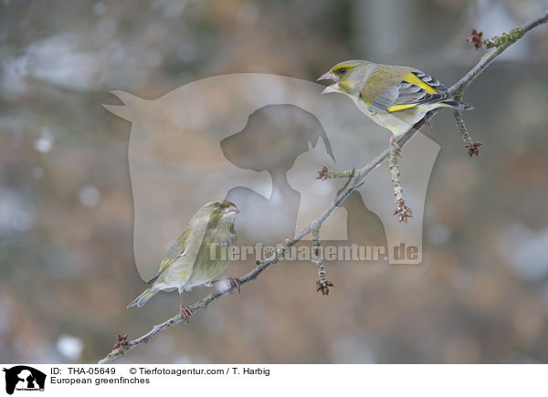 European greenfinches / THA-05649