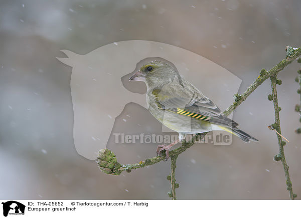 European greenfinch / THA-05652