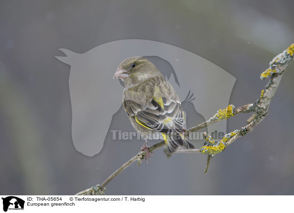European greenfinch / THA-05654