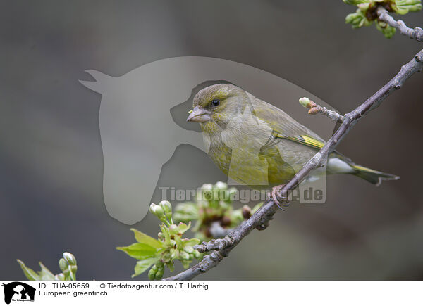 European greenfinch / THA-05659