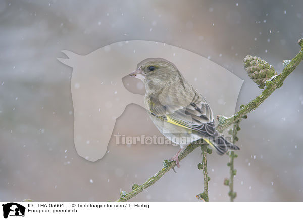 European greenfinch / THA-05664