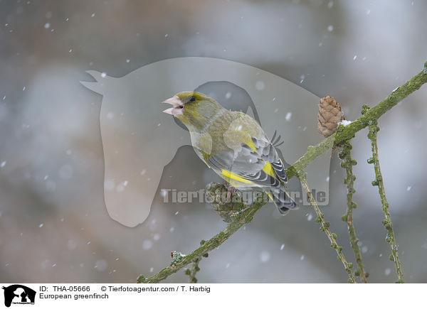 European greenfinch / THA-05666