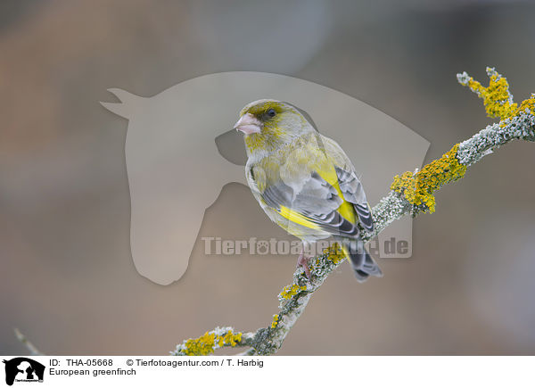 European greenfinch / THA-05668