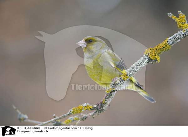 European greenfinch / THA-05669