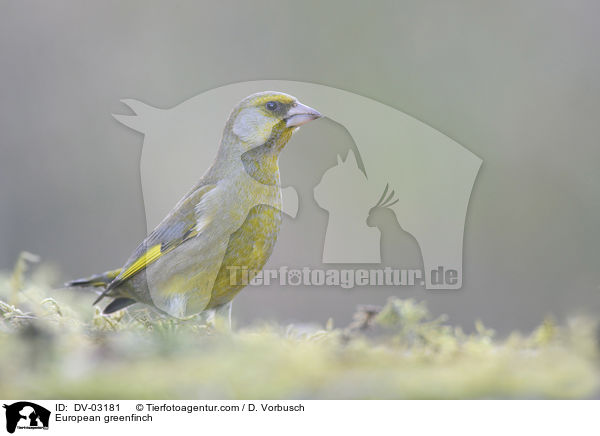 European greenfinch / DV-03181