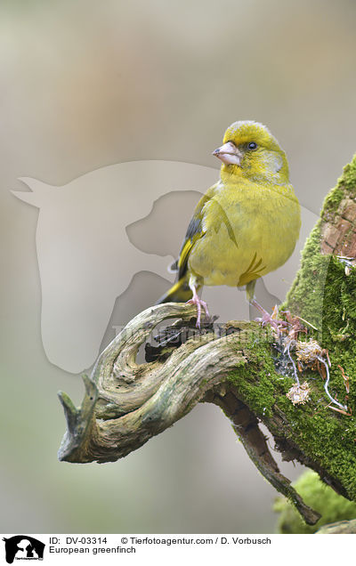European greenfinch / DV-03314