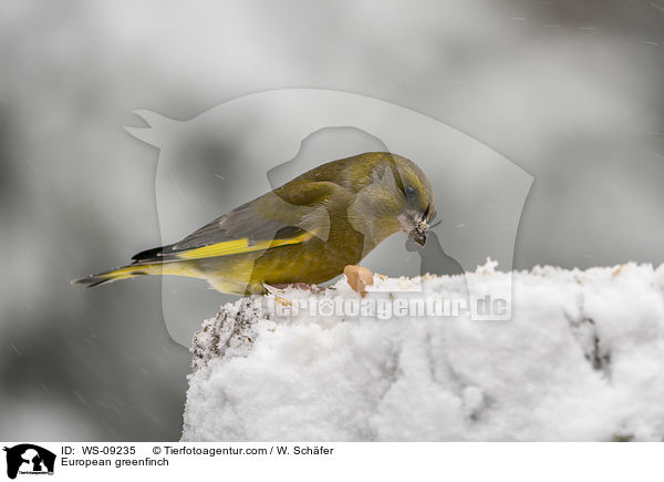 European greenfinch / WS-09235