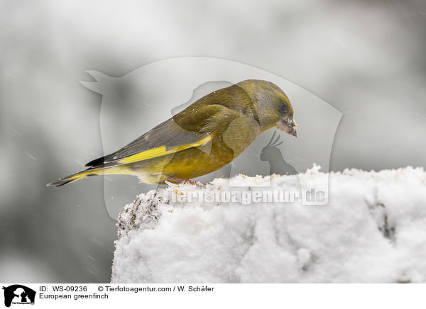European greenfinch / WS-09236