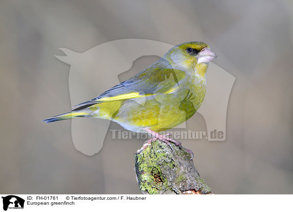 European greenfinch / FH-01761