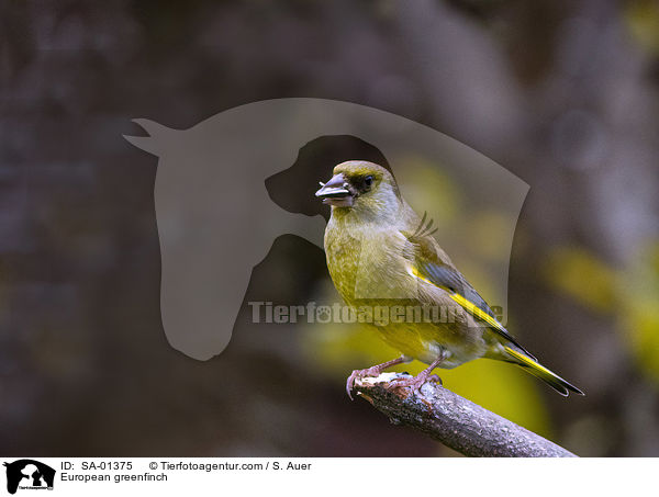 European greenfinch / SA-01375