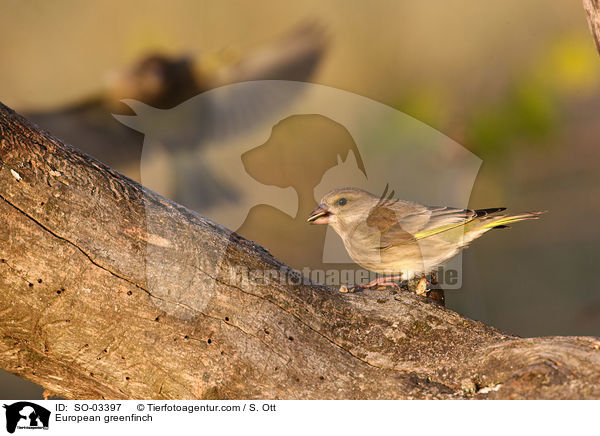 European greenfinch / SO-03397