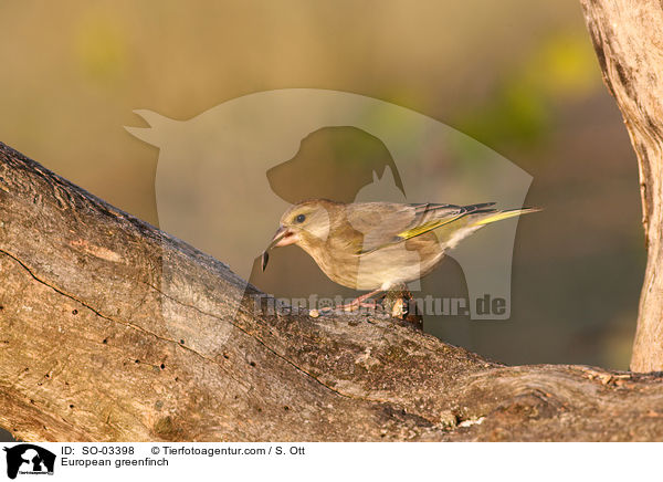 European greenfinch / SO-03398