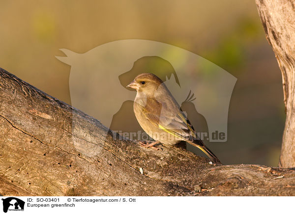 European greenfinch / SO-03401