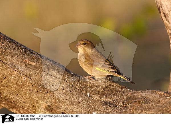European greenfinch / SO-03402