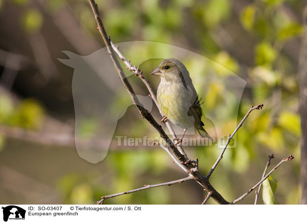 European greenfinch / SO-03407