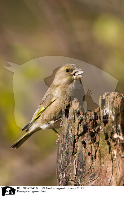 European greenfinch / SO-03416